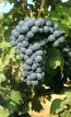 Barbera