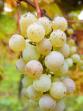 Riesling