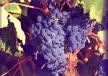 Tempranillo