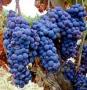 Zinfandel